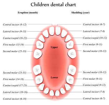 Tooth Eruption Chart - Pediatric Dentist in Hales Corners, WI